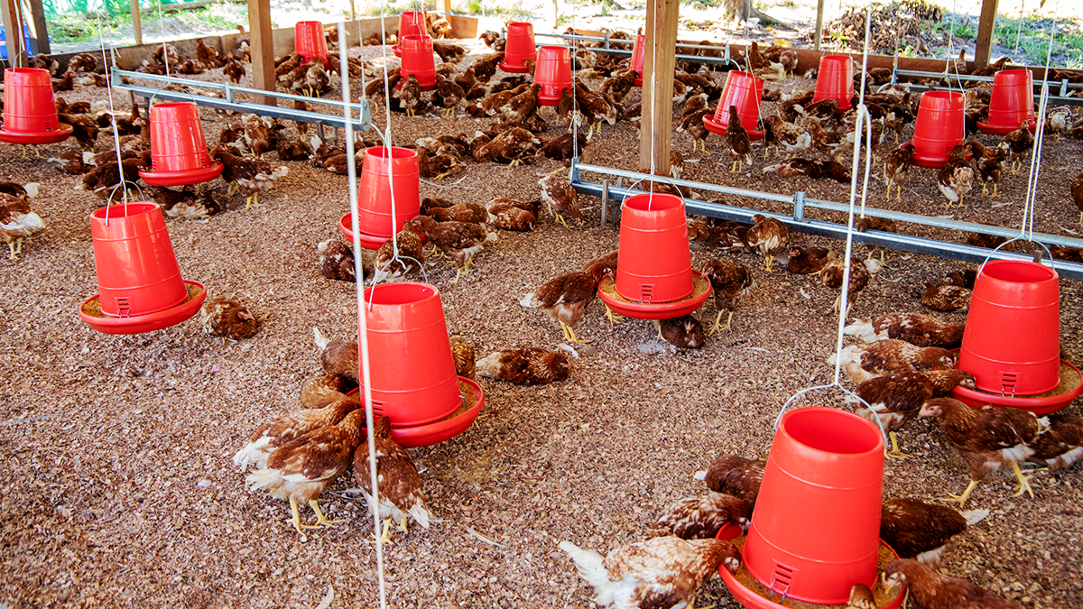 PETROPERÚ realizó campaña de sanidad avícola en comunidades de Morona