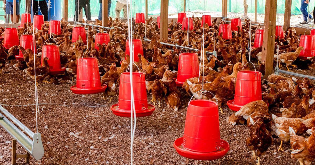 Petroperú trained families from communities on a bird breeding project