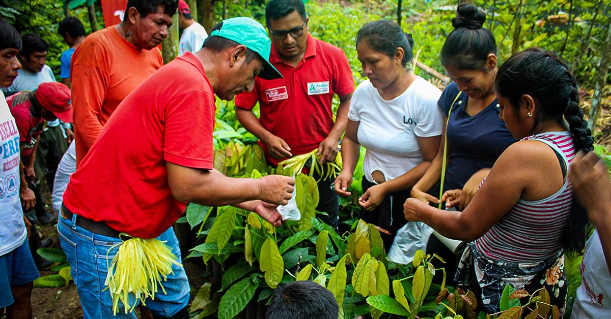 Proyecto de cacao gana cofinanciamiento de fondo concursable
