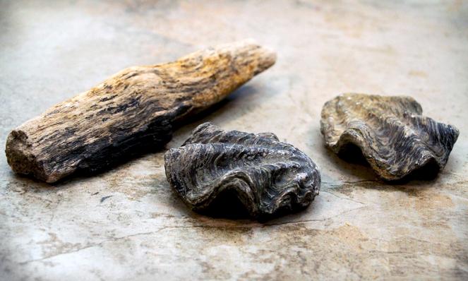 Petroperú presenta por primera vez singular muestra sobre fósiles