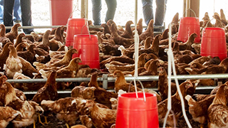 PETROPERÚ beneficia a 800 familias de Morona con proyecto avícola